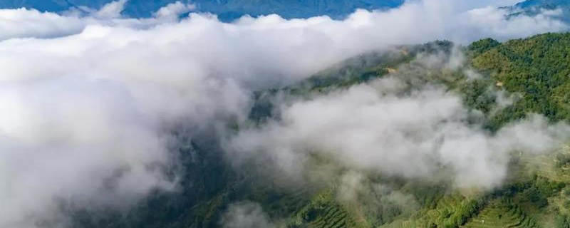 关于什么是智慧化有机茶庄园，智慧茶业到底是如何建造设计的的新闻