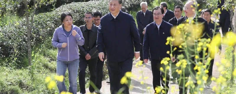关于习近平察看武夷山春茶长势：把茶文化、茶产业、茶科技这篇文章做好的消息