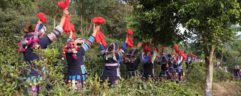 关于墨江县贡茶园茶王树开采，现场竞拍28万元的最新消息