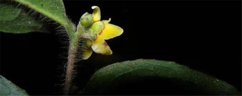 有关于中国首次发现云南管蕊茶：数量仅有30株左右、急需保护的最新消息