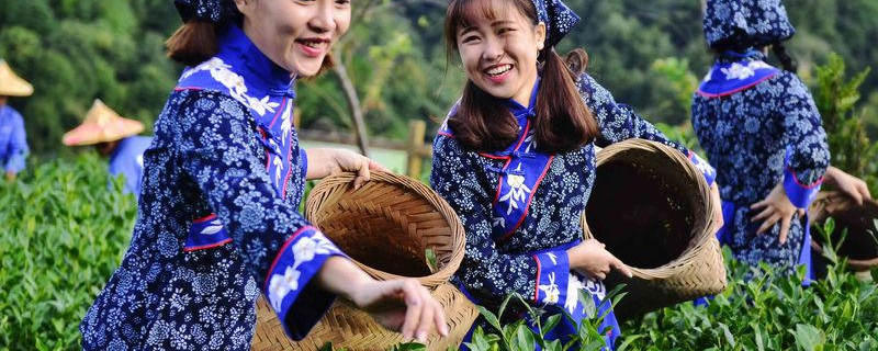 有关于产业扶贫，我国贫困地区茶产业发展面临的问题与挑战的资讯