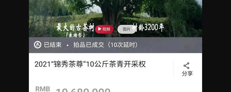 关于惊天价！云南3200年最大古树茶采摘权拍出1068万元创大世界基尼斯之最的热门资讯