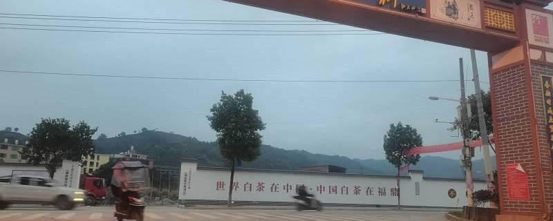 关于白茶价格连年上涨 福鼎茶企“备战”IPO的消息