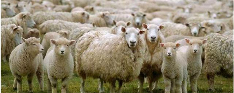 有关于羊来茶往！习近平总书记谈起了这段关于湖北的佳话的最新消息