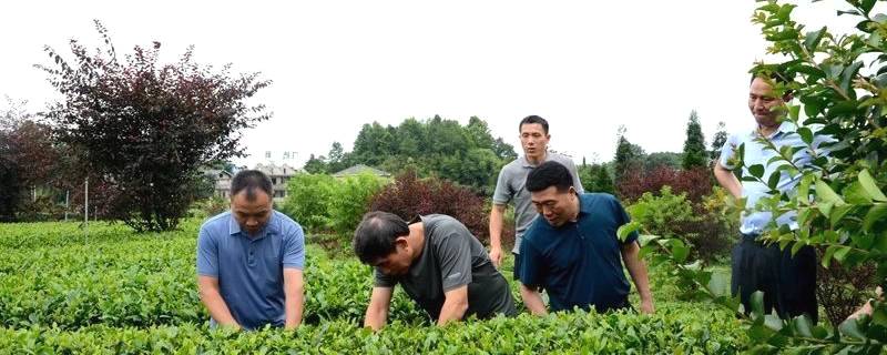 关于海峡两岸农业发展研究院莅凤考察茶叶产业的热门信息