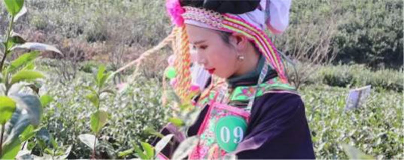 有关于雨水时节话春茶，快来看看全国各地开采春茶的最新情况吧的热门新闻