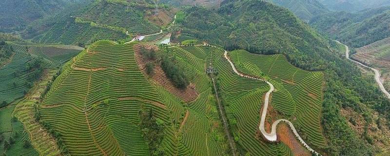 关于全国唯一一块“有机茶产业发展示范县”的牌子，为何给了武义？的资讯