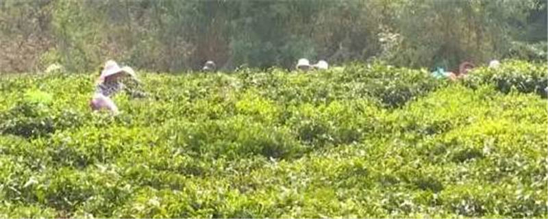 有关于云南牟定春茶采摘正当时、农民喜收“黄金叶”！的信息