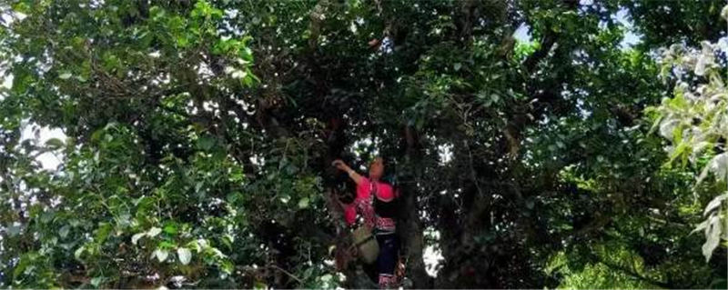 有关于“点叶成金”！500年古树茶为群众致富闯出新路子的最新信息