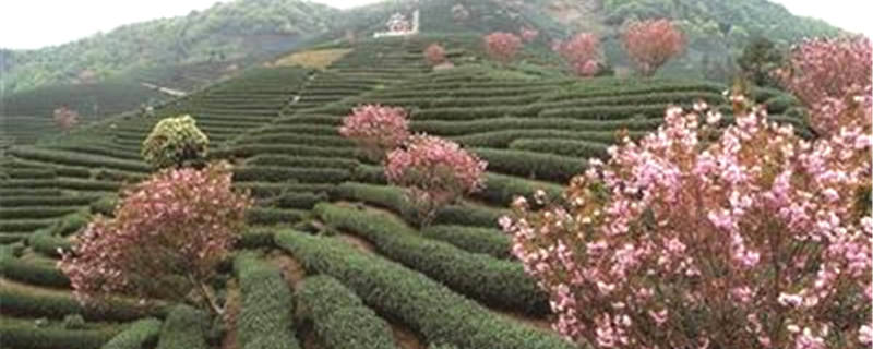 有关于年交易额突破3亿元！杭州拔山茶叶集散中心是怎样炼成的？的热门信息