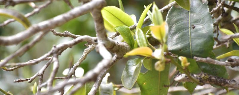 有关于普洱茶投资分析：普洱茶价格年年涨价 它正常吗？的资讯