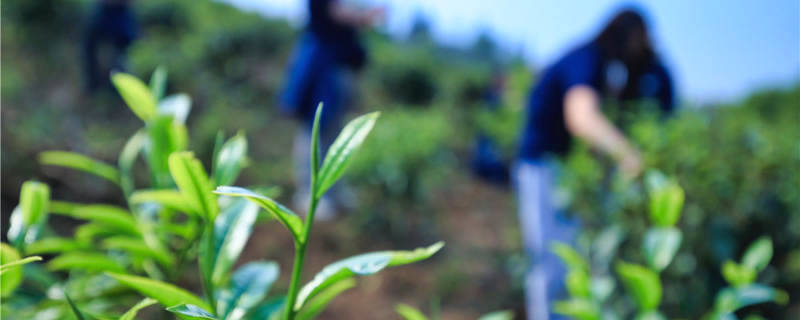 有关于安徽凌笪乡依托白茶产业扶贫基地帮助农民增收的最新资讯