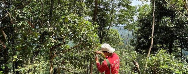 关于南糯山古树春茶产量高于去年，“一品一码”可精准溯源的信息