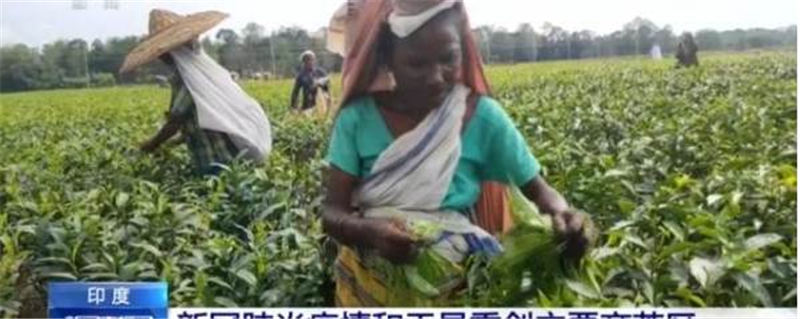 有关于阿萨姆邦茶叶种植区：1月到5月茶叶减产至少6000万公斤的热门资讯