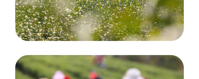 有关于2021年长三角春茶茶情通报（第二期）的最新信息