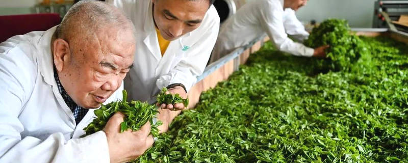 关于陕南茶业：绿染秦巴山川 成就“金山银山”的热门新闻