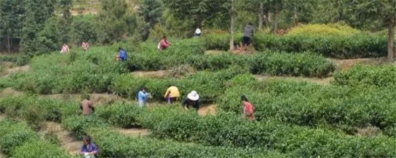 有关于宁都县小布金叶茶叶专业合作社入选国家农民合作社示范社的热门新闻