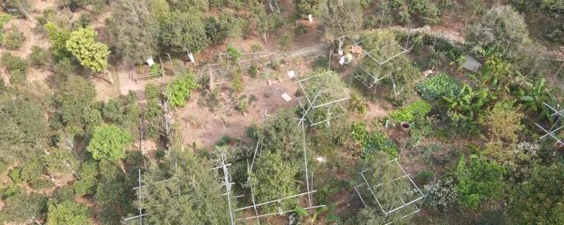 关于宁洱困鹿山古树茶开采 每公斤鲜叶最高价格1.28万元 的最新资讯