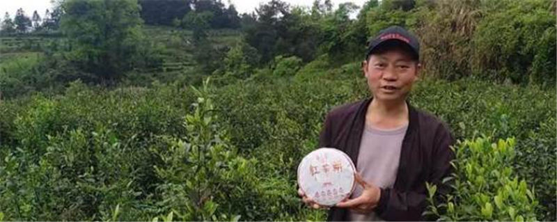 有关于散茶变茶饼 茶产业已成为贵州大坪村致富产业的资讯