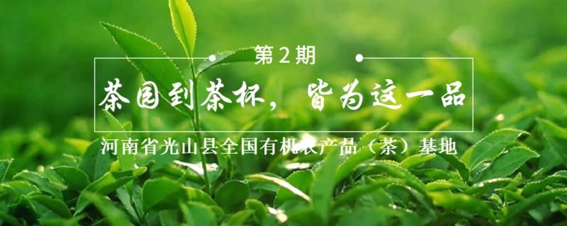 关于河南省光山县全国有机农产品（茶）基地：茶园到茶杯，皆为这一品的热门新闻