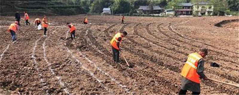 关于四川眉山洪雅：以项目为推手，助力茶产业跃上新台阶的热门消息