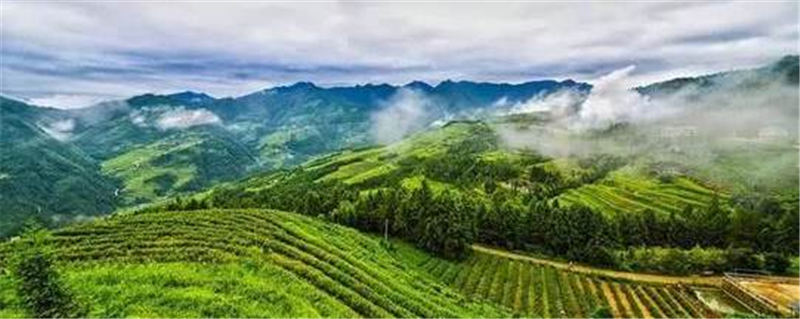 关于关于加快新化茶产业发展，助推乡村振兴的决议的热门信息