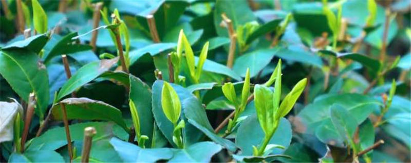 有关于日照春茶开采！今年产量怎样？啥时候上市？的信息