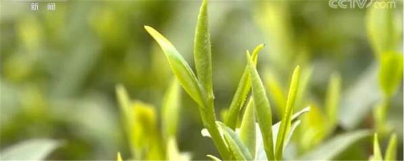 关于全国春茶采摘好时节 茶农忙着采摘新春第一捧新茶的信息