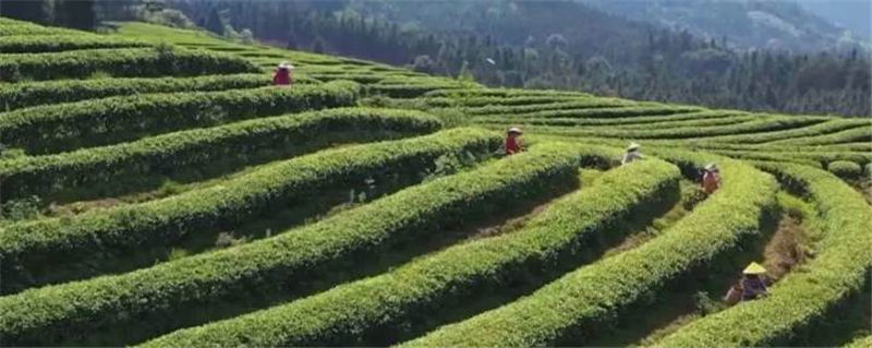 关于"乐昌白毛茶，香飘振兴路"茶产业展示推进系列活动启动的最新消息