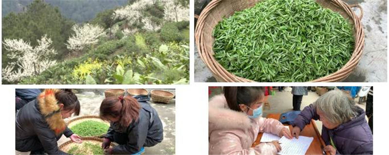 关于雷山县春茶采摘加工正当时，一年一度茶飘香！的热门新闻