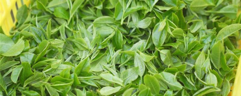 有关于英德春茶将陆续上市，受寒潮影响个别企业出现减产的最新消息