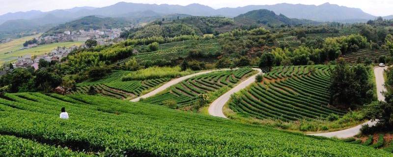 关于松溪6.87万亩茶叶基地成功续报全国绿色食品原料标准化生产基地的热门资讯