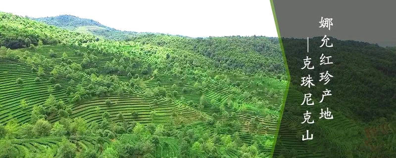 关于小茶园 大精品——“娜允红珍”香溢四方的消息