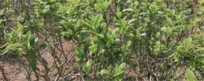 有关于2021年千家寨普洱茶第五届老乌山茶叶开采仪式将于4月17日举办的资讯