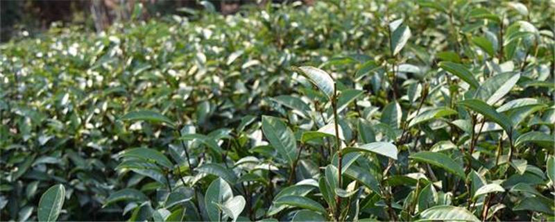 有关于筠连茶产业发展：截至六月综合产值54.13亿元的热门信息