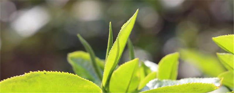 有关于一周热门：2020新式茶饮规模超千亿元、茶行业七大商业模式、深圳武汉茶博会的最新资讯