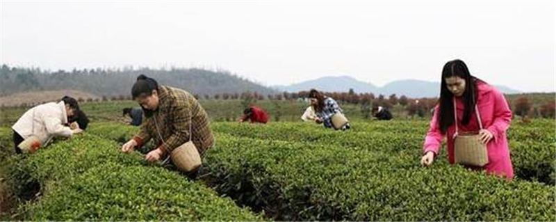 有关于贵州岑巩 3.7万余亩茶园满目葱茏 春茶飘香采摘忙的热门新闻