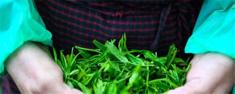 有关于正值信阳毛尖采摘上市 忙采明前茶供应市场的最新消息