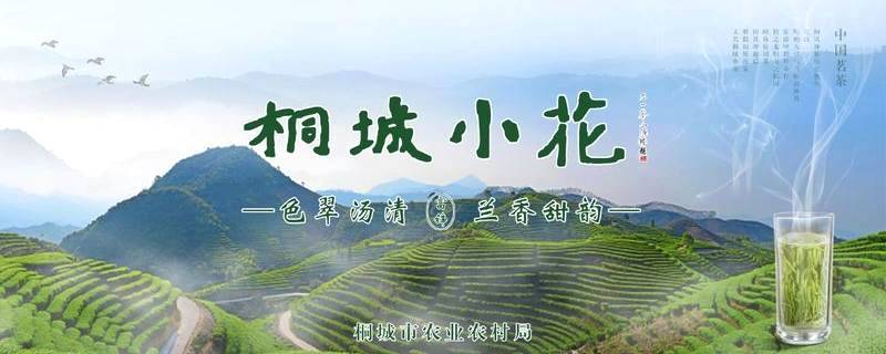 有关于桐城市茶叶发展中心、茶业协会积极指导春茶生产的热门新闻