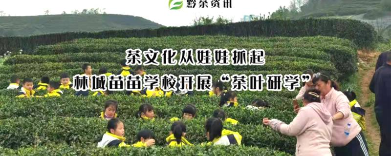 关于茶文化从娃娃抓起，林城苗苗学校开展“茶叶研学”的热门新闻