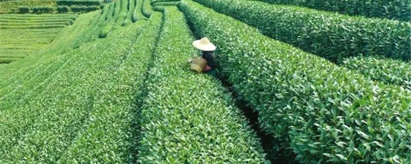 有关于从茶叶种植、收购、销售，看杭州数字化改革深入乡村的热门新闻