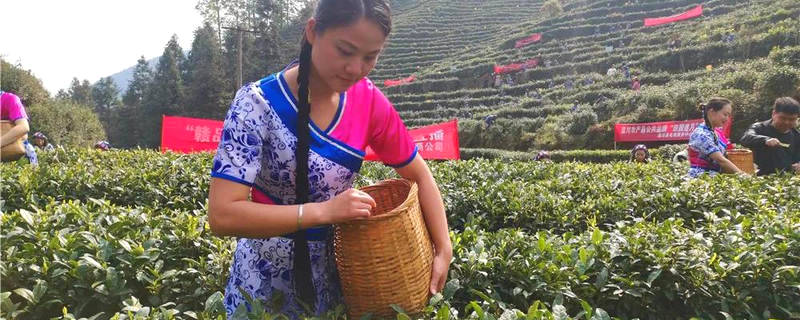 有关于江西遂川：采茶姑娘是茶园内一道靓丽的风景线的新闻