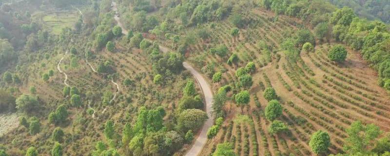 有关于墨江米地古树茶开采 拍卖所得28万元全部捐赠的最新信息