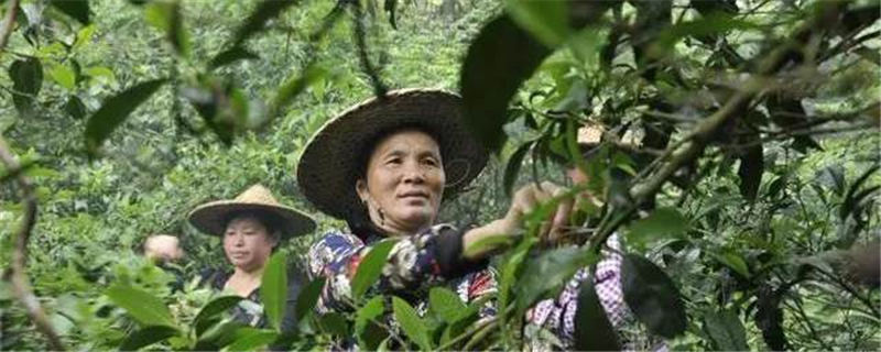 关于野生茶山的华丽转身，开启福建建宁“绿色宝库”的长足发展之路的热门资讯