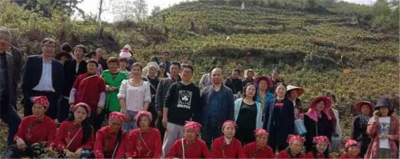 关于毕节市茶产业科技创新人才团队专家现场指导群众采茶的热门信息