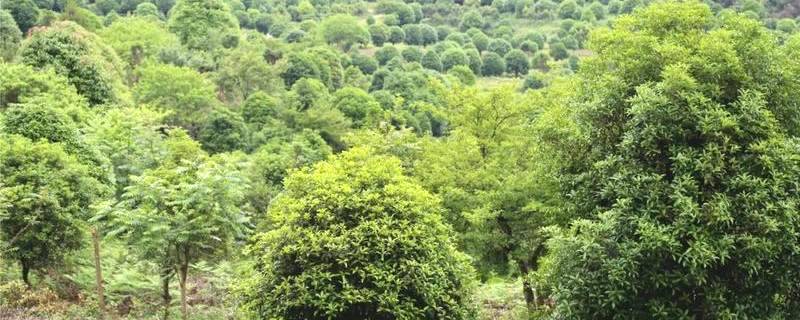 关于凤冈：在提升绿水青山颜值中做大金山银山价值的资讯