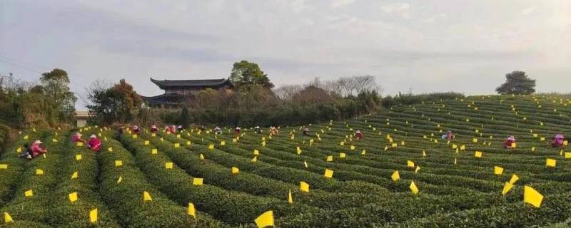 关于让“茶科技”直达田间地头，助力福鼎白茶生态茶园建设的热门消息