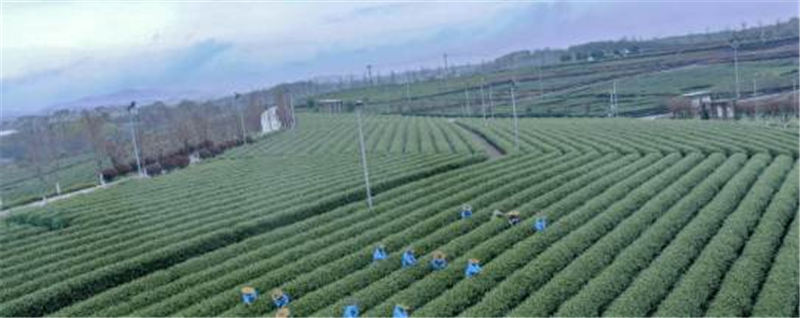 关于浙江嵊州：百余个新品种春茶将陆续开始采摘的信息