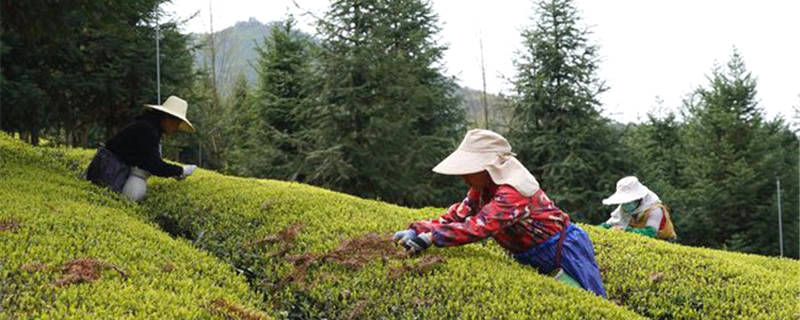 有关于春光美，新茶香！江西浮梁19万亩茶园开园的资讯