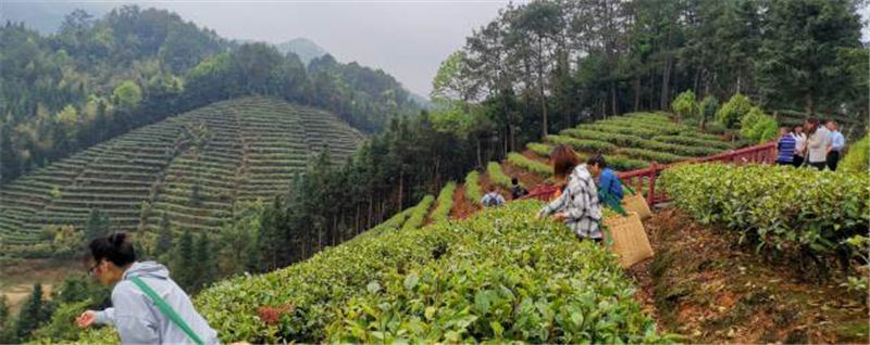 关于采茶正当时！广东春茶开采节在仁化红山镇举行的热门新闻